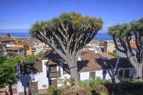 Dragon trees