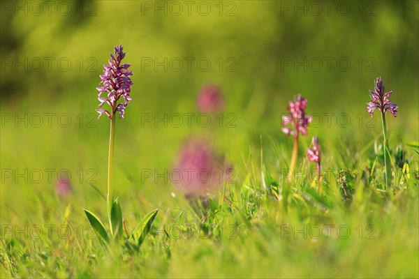 Group of military orchid