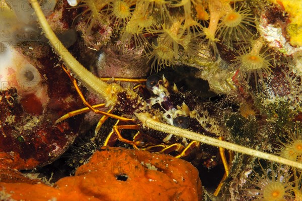 Close-up of head of juvenile european spiny crayfish