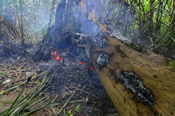 Forest clearing with fire