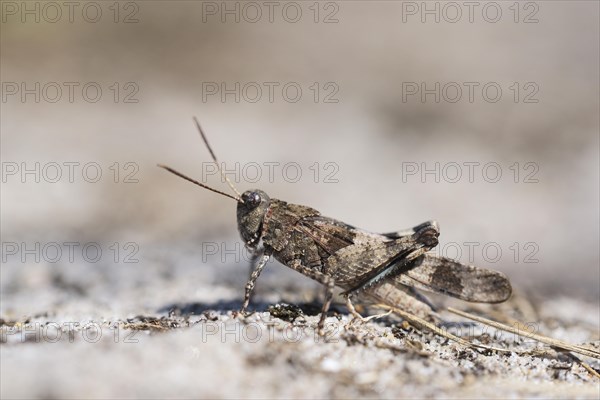 Blue-winged grasshopper