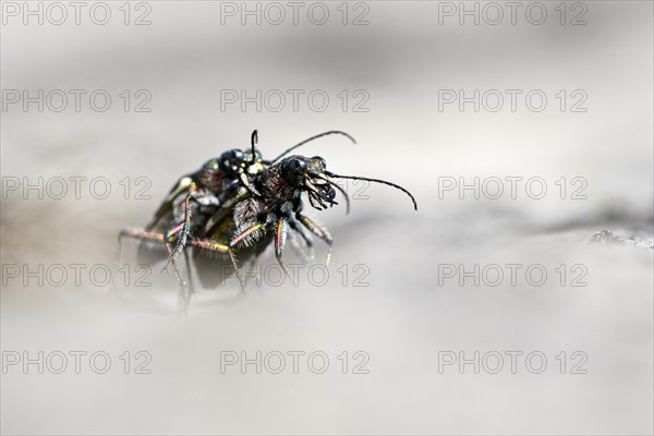 Dune Sand Beetle