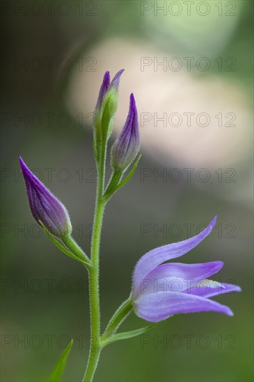 Helleborine