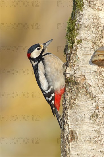 Great spotted woodpecker