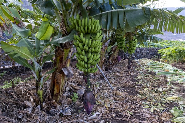 Banana plantation Banana tree