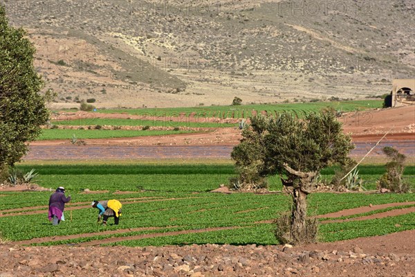 Two workers in a lettuce field with olive tree