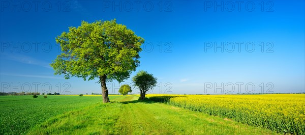 Cultural landscape in spring