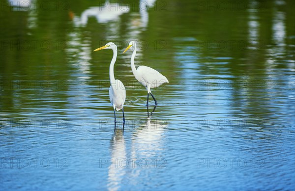 Great white egrets