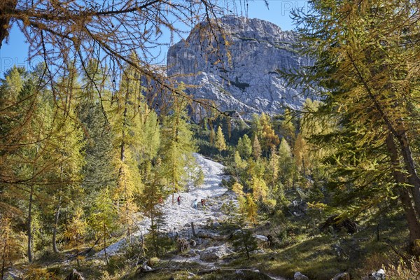 Autumn larch forest on Croda da Lago