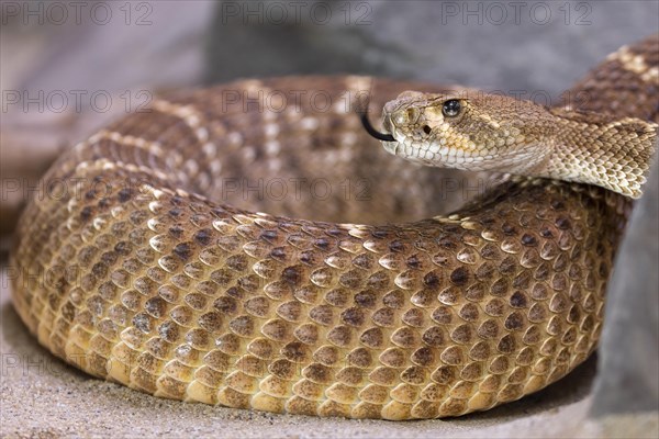 Western diamondback rattlesnake