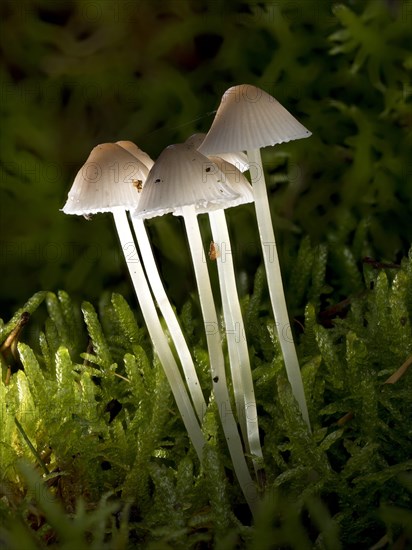 White milky milking bonnet