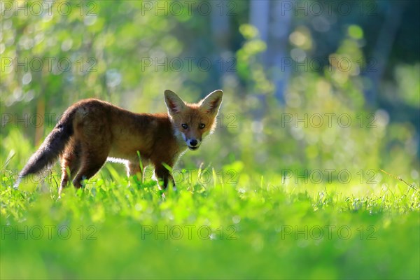 Red fox