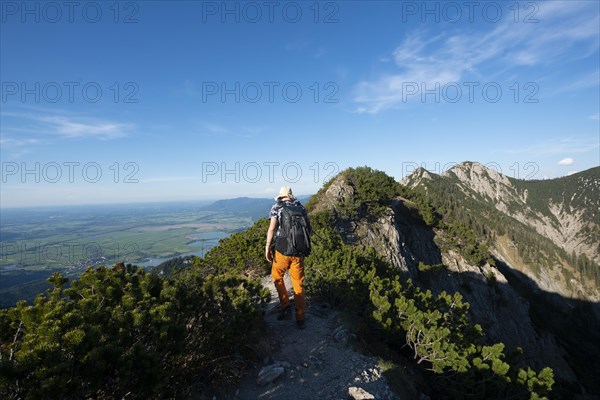 Hiker on a hiking trail between mountain pines