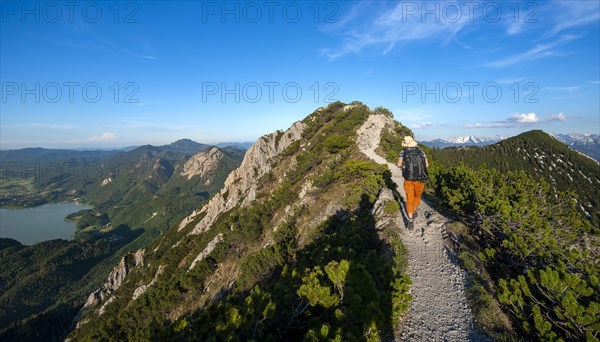 Hiker on a hiking trail between mountain pines