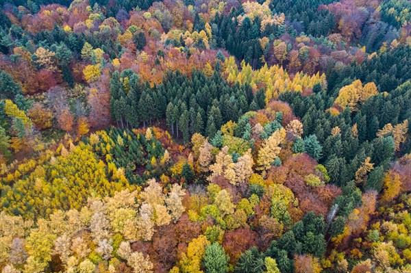 Autumn coloured mixed forest