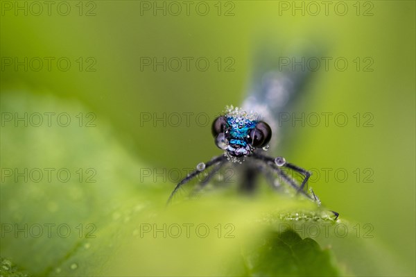 Banded demoiselle