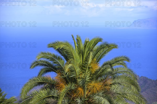 Canary Island date palm in front of blue sea