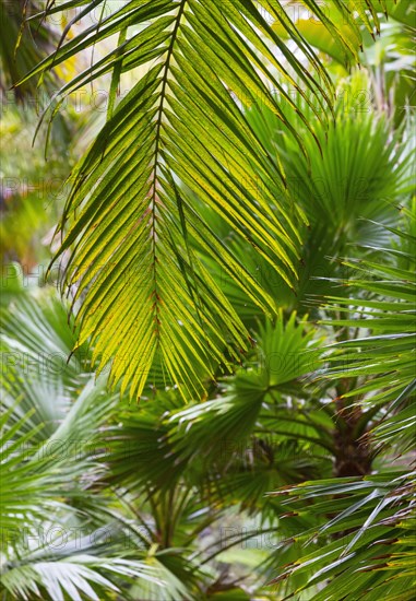 Tree ferns