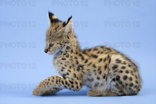 Serval