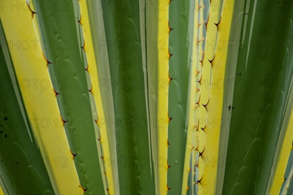 American Agave Variegata