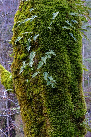 Mossy tree trunk