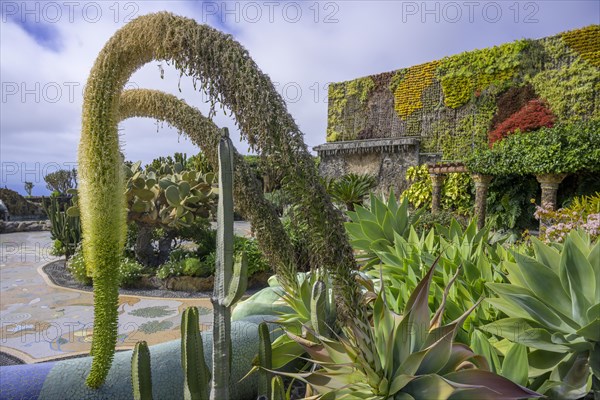 Flowering Dragon Tree Agave or lion's tail