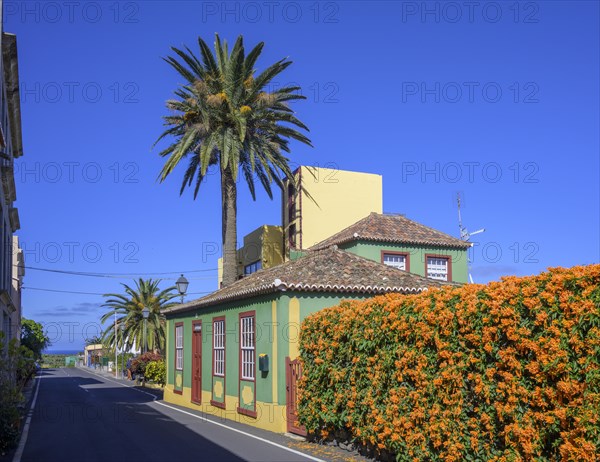 House with palm tree and flame vine or orange trumpet