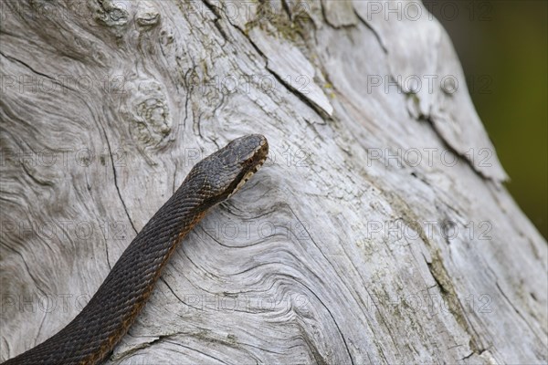 Common european viper