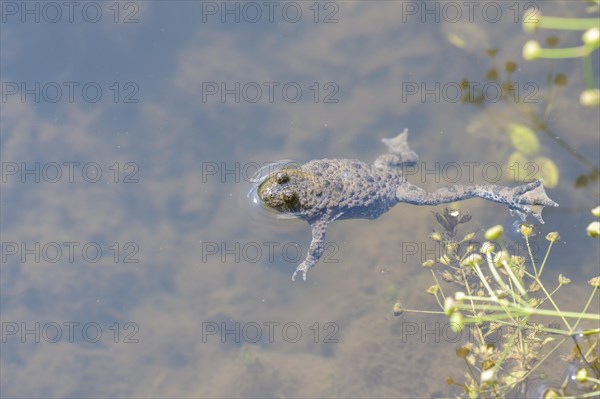 Yellow-bellied toad