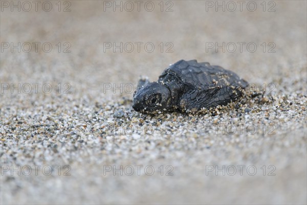 Loggerhead sea turtle