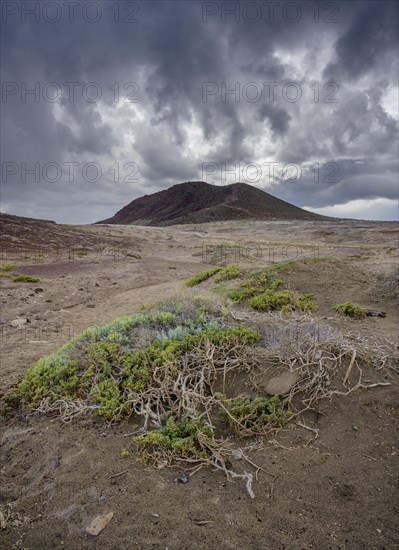 Barren ground vegetation and behind it the mountain Montana Roja