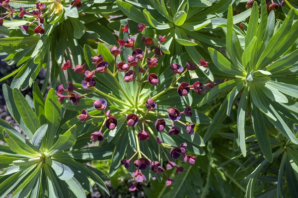 Endemic tabaiba roja