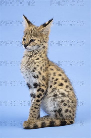 Serval