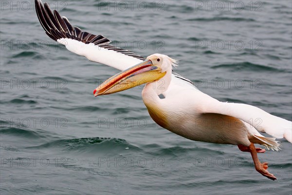 Great white pelican