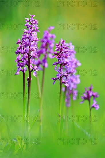 Military orchid