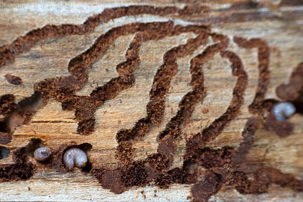 European spruce bark beetle