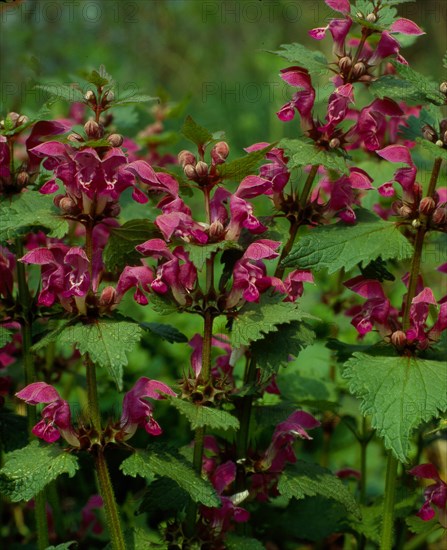 Deadnettle