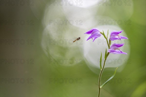 Helleborine