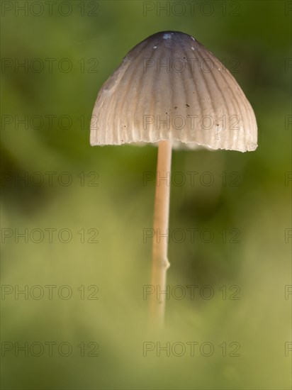 Bonnet