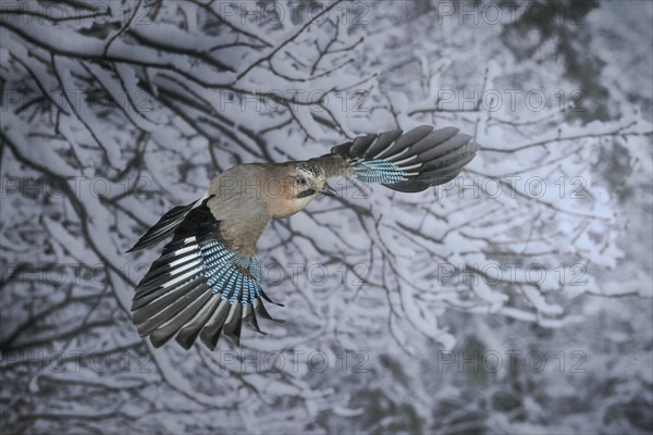 Eurasian jay