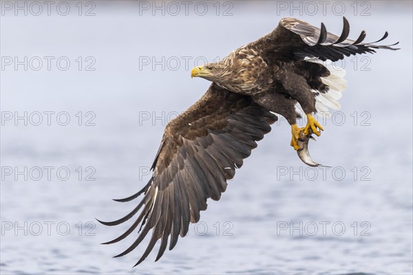 White-tailed eagle