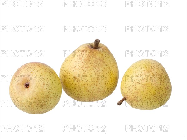 Pear variety Philips pear