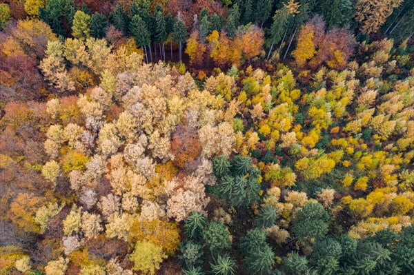 Autumn coloured mixed forest