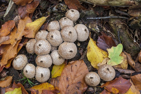 Common puffball