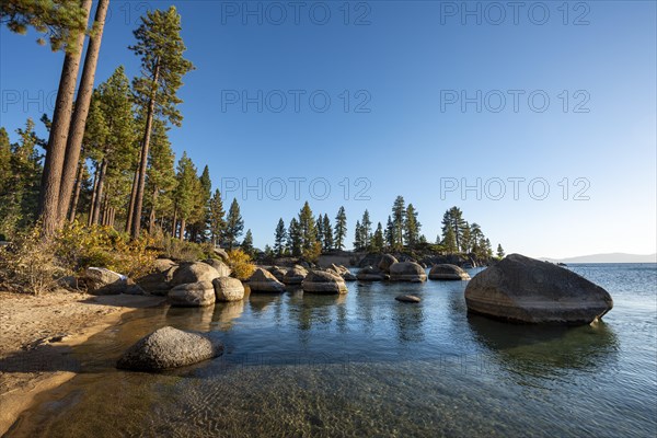 Sandy beach beach with pine trees