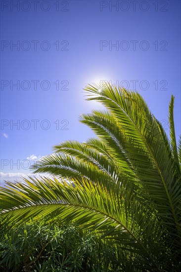 Canary island date palm