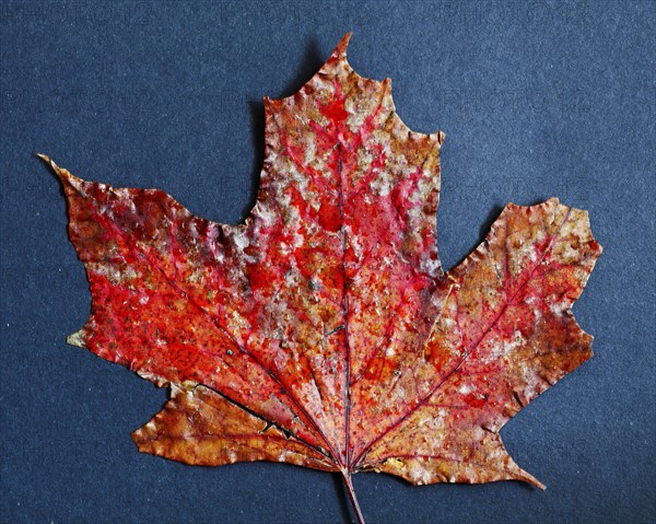 Colourful Mable Leaf
