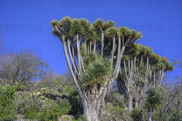 Canary canary islands dragon tree