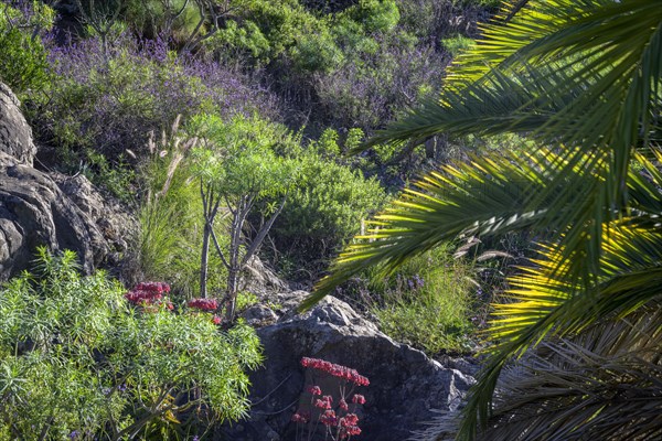 Vegetation in Barranco de las Canales