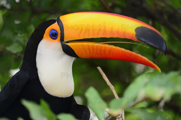 Toco toucan